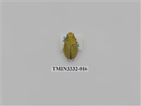 藏品(大白金龜)的圖片